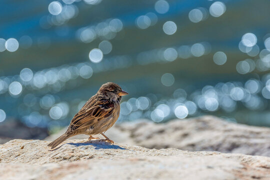 Sparrow perched on seaside rock in profile, feathers sharply detailed against sparkling sea bokeh. Sunny winter day. Antalya coast, Turkey. February.