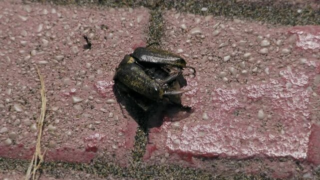 Dead beetle eaten by ants