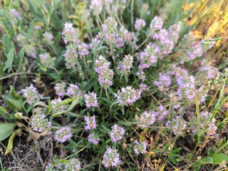 lavender flowers in the field
