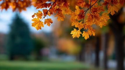Soft Focus Fall Park Scene with Colorful Leaves and Natural Warm Tones, autumn bokeh, fall leaves background, maple tree colors, golden forest, dreamy sunlight, natural blur, autumn park, red