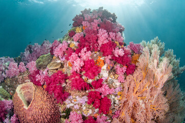 Colorful underwater landscape around Talang Pinnacle or Stonehenge, the most popular dive site for scuba diving in the area of Lipe island, Tarutao National Park in Satun Province, Thailand.