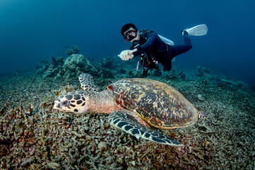 Male scuba diver diving with hawksbill sea turtle in Similan National Park, Andaman Sea, Thailand. Endangered species and Marine life conservation