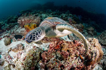 Green turtle (Chelonia mydas) on coral reef at Hin Daeng dive site in Andaman sea, Thailand. Endangered species and Marine life conservation. World Ocean Day concept