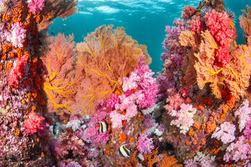 Colorful underwater landscape of Talang Pinnacle or Stonehenge, the most popular dive site for scuba diving in the area of Lipe island, Tarutao National Park in Satun Province, Thailand.