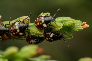 closeup view of baby insects on foliage