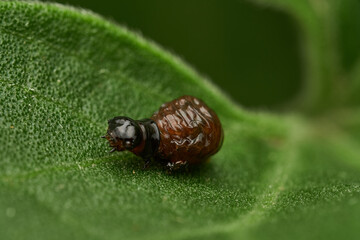 professional macro photography of insect nymphs emerging
