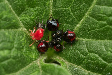 macro shot of newborn insects on green leaf