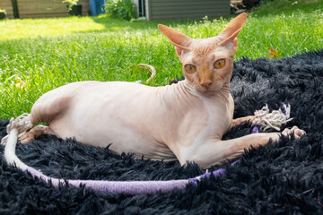 pink hairless sphynx cat relaxing outdoor