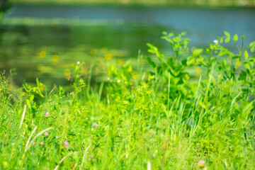 Summer background with wild grasses and flowers against the backdrop of a river.