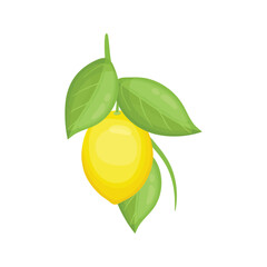 Vibrant Lemon: A single, ripe lemon, a symbol of freshness and zest, hangs from a leafy branch, embodying the essence of summer in its radiant glow.