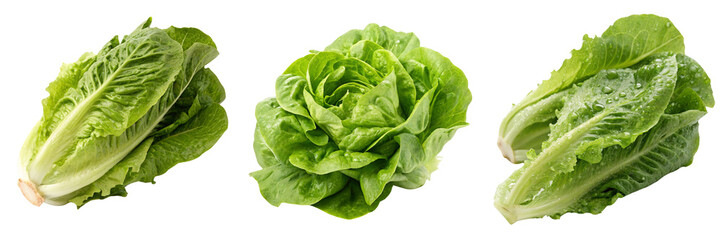 Set of a green leafy lettuce isolated on a transparent background