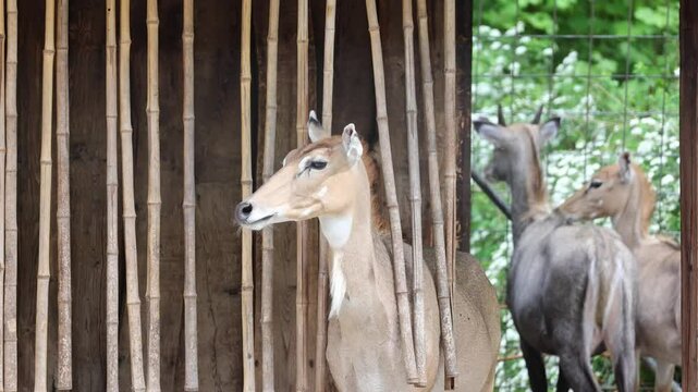 Nilgai (Boselaphus tragocamelus) Female Nilgai is the largest antelope in Asi