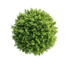 Obraz premium Round Lush Green Plant Top View