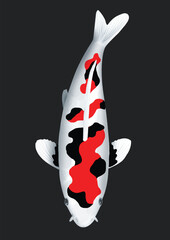 vector illustration of a koi fish
