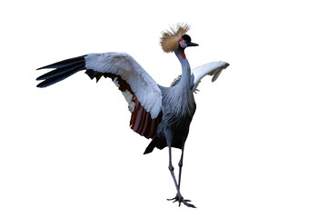 Grey Crowned Crane Isolated On White Background