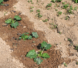 vegetable plants growing on a organic garden