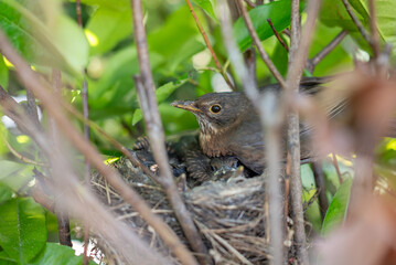 Un oiseau qui a fait son nid dans un arbre avec ses petits