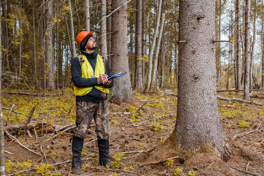 Forest engineer, ecologist works in the forest. - Powered by Adobe