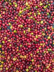 Red coffee beans