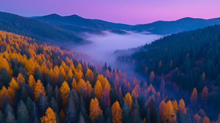 Aerial view of autumn forest with golden leaves and soft mist