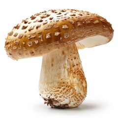 Discovering the intricate beauty of the Matsutake Mushroom in its natural habitat