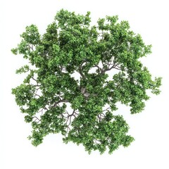 Obraz premium Real oak tree green view top.