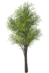 Fototapeta premium tree isolated on white background