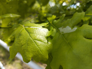 Close up of oak leaves