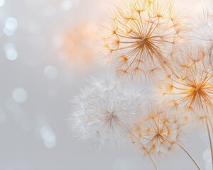 Abstract Dandelions In Soft Light