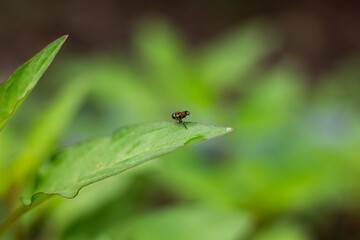 Macro close-up of a tiny fly perched on the very tip of a green leaf, with a natural bokeh background. Detailed insect photography