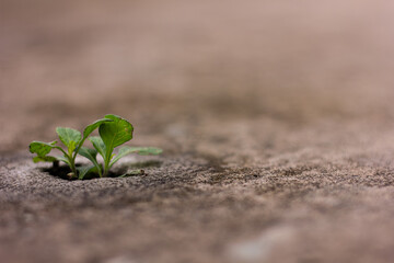 A single green seedling sprouting and growing through a crack in the concrete pavement. A powerful symbol of hope, resilience, strength, and a new beginning