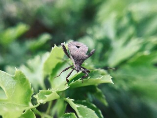 Close-up macro of a brown leaf-footed bug on green leaf in natural outdoor garden, detailed view of insect body and texture in bright sunlight
