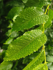 Water drops on green tree leaves early sunny morning. Beautiful green leaf with drops of water. Green young leaves after rain in transparent drops. 