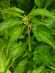 Young green nettle. Blooming nettle. Green background of leaves. Tops of nettle stems on a sunny...