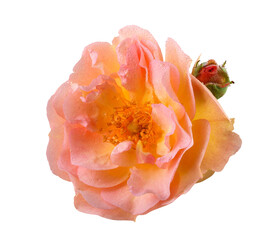 Beautiful yellow orange rose with dewdrops in top view. Garden flower cut out, including clipping path.