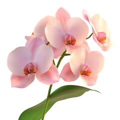 Fototapeta premium Pink Orchid PNG Image.