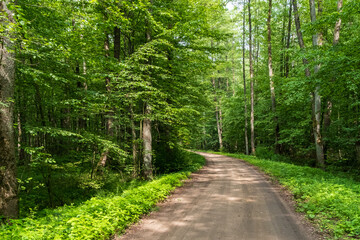 Obraz premium Path in Bialowieza Forest in Poland, Green Velo