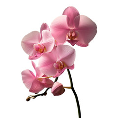 Elegant Pink Orchid Flower &ndash; PNG Transparent File.