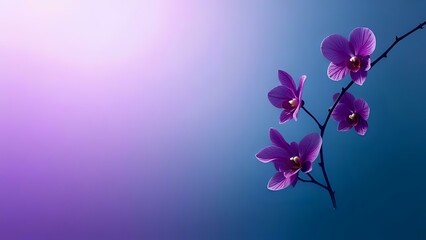 A vivid and contemporary gradient combining orchid purple with muted teal slate, creating an unexpected harmony