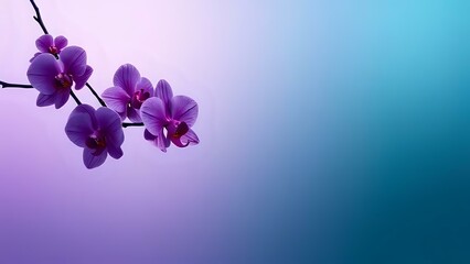 A vivid and contemporary gradient combining orchid purple with muted teal slate, creating an unexpected harmony