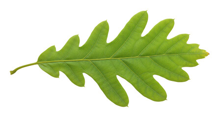 Isolated Oak Leaf