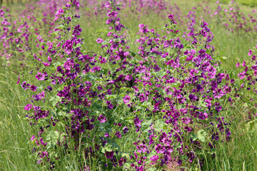 Malvenblüte © RRF