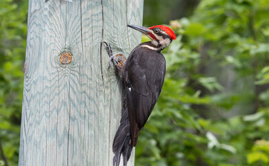 Pileated woodpecker