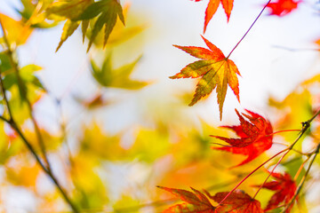 Fototapeta premium 紅葉