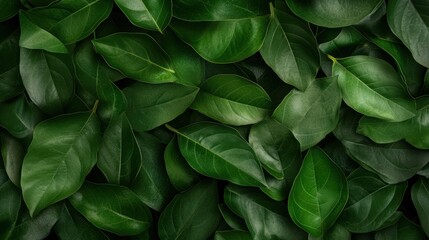 Obraz premium A close-up shot of vibrant green leaves reveals intricate textures and patterns, illustrating the beauty of nature and the richness of life, embodying freshness and vitality.