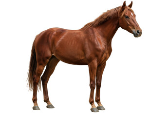 Fototapeta premium Majestic chestnut horse standing gracefully in a lush green pasture under a clear sky