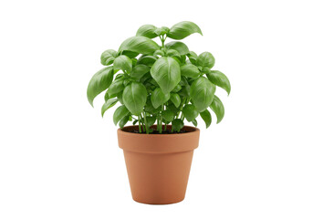 Fototapeta premium Lush green basil plant in a terracotta pot, set against a neutral background