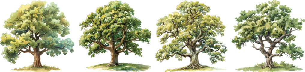 Tree Vector Illustration Set, Isolated on White Background