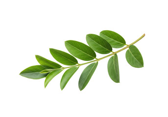 Naklejka premium Green leaf branch isolated on white background, showcasing natural beauty and detail