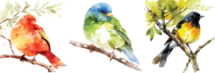 Watercolor Birds Vector Illustration Isolated on White Background